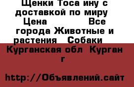 Щенки Тоса-ину с доставкой по миру › Цена ­ 68 000 - Все города Животные и растения » Собаки   . Курганская обл.,Курган г.